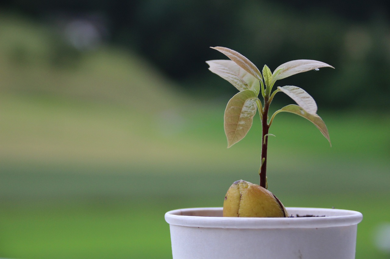 Aunque se trata de un proceso que requiere paciencia, cultivar un árbol a partir del hueso del aguacate es una gran opción para quienes quieren una huerta en casa.