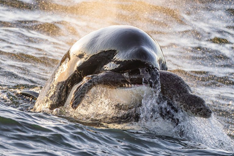 “Esta foto, tomada el 13 de julio de 2024, muestra a la orca Bigg de un año de edad T065B3, conocida como 'Rook', cerca de Bird Rocks, Washington”, dice Ling. “Con la brillante puesta de sol de fondo, Rook muestra con orgullo una foca común que encontró mientras su familia patrullaba cerca y que luego le ayudó a capturar”.