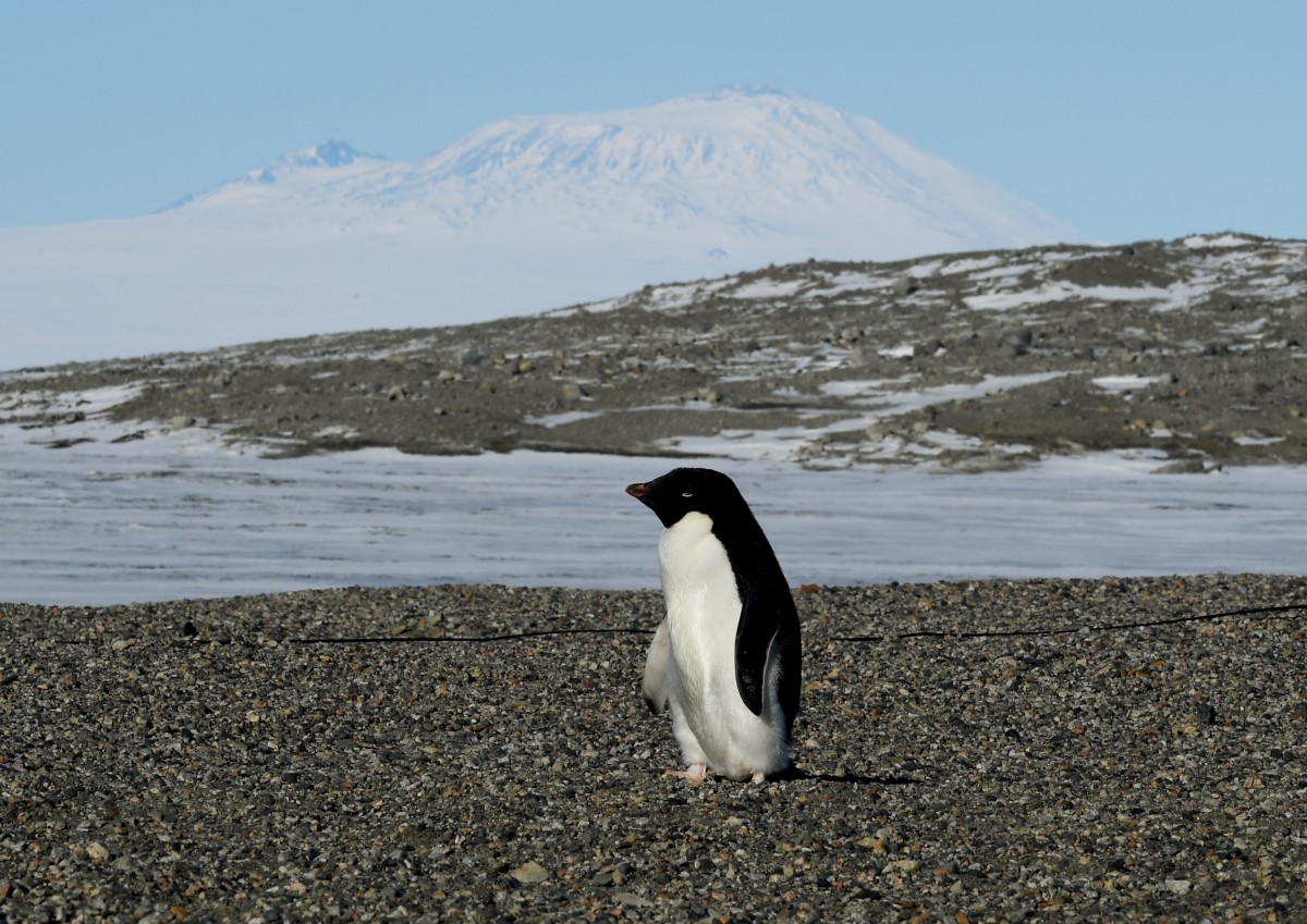 (FILES) An Adelie penguin arrives at the New Harbor research station near McMurdo Station in Antarctica on November 11, 2016.