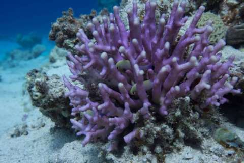 Los esqueletos de coral registran la acidificación de los océanos