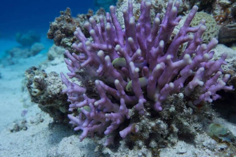 Los esqueletos de coral registran la acidificación de los océanos