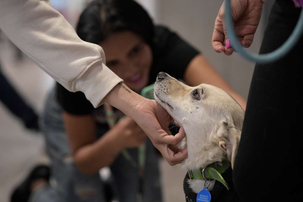 Iniciativa nació para dar una segunda oportunidad a perros callejeros, aprovechar sus bondades y para mejorar ambientes laborales.