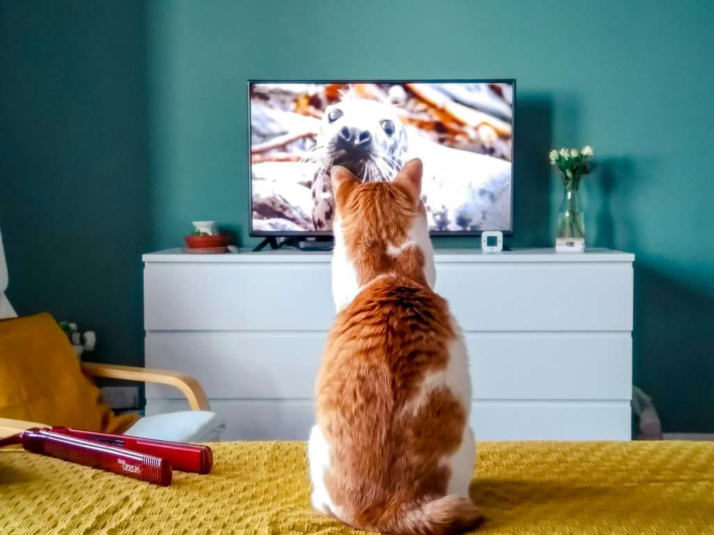 Al no poder atrapar físicamente lo que ven, algunos gatos pueden desarrollar ansiedad.