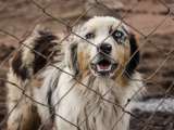 ¡Histórico! Imponen la mayor sanción económica por maltrato animal en Colombia