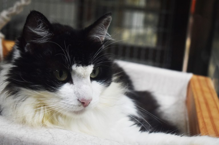 ¡Gran jornada de adopción en Medellín! Estos animales buscan un nuevo hogar