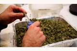 Críticas por venta de marihuana en farmacias de Uruguay