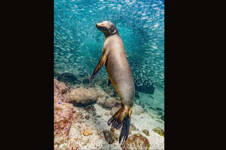 Fotografía del Año:
El león marino en Los Islotes fue tomada por Glenn Ostle. Explica que el animal se detuvo para posar para la cámara antes de bucear entre los grandes bancos de peces que rodean los islotes.