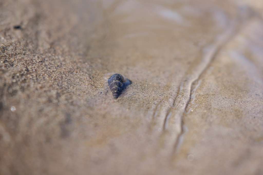 Imagen de un diminuto caracol de agua dulce que alberga las larvas de unos gusanos parásitos llamados esquistosomas.