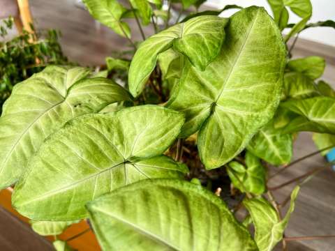 Singonio, la planta todoterreno que seguro querrá tener en su casa