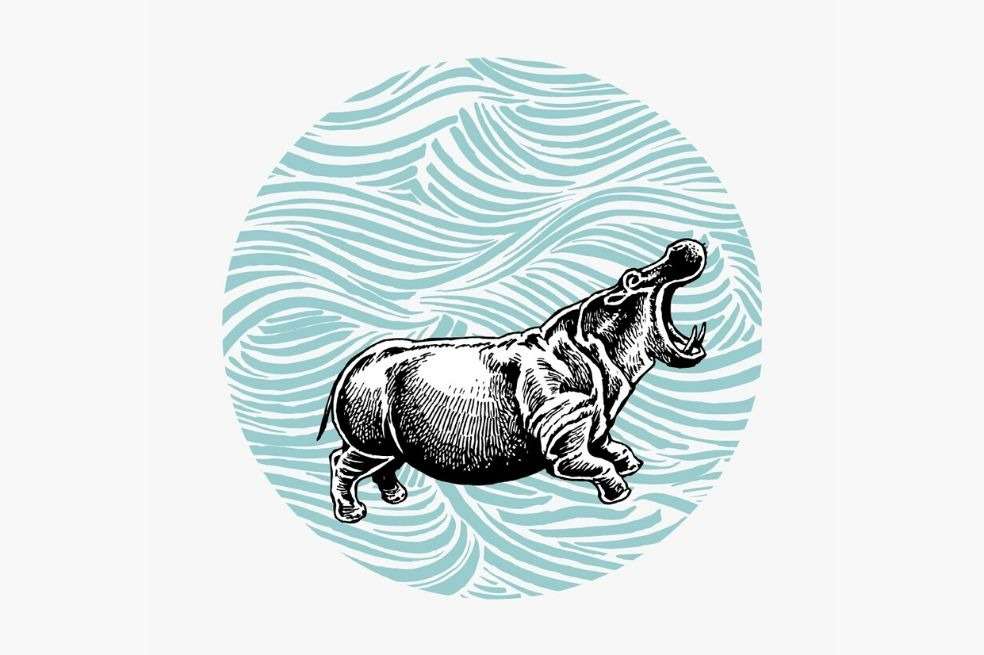 Los hipopótamos pueden modificar el ambiente y alterar el hábitat de otras especies.
/ Ilustraciones: Natalia Pedraza