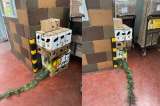 “Como cualquier mercancía”, así transportan aves silvestres en terminal de Bogotá