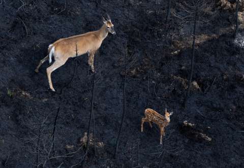 Las víctimas silenciosas del cambio climático son los animales y las mascotas