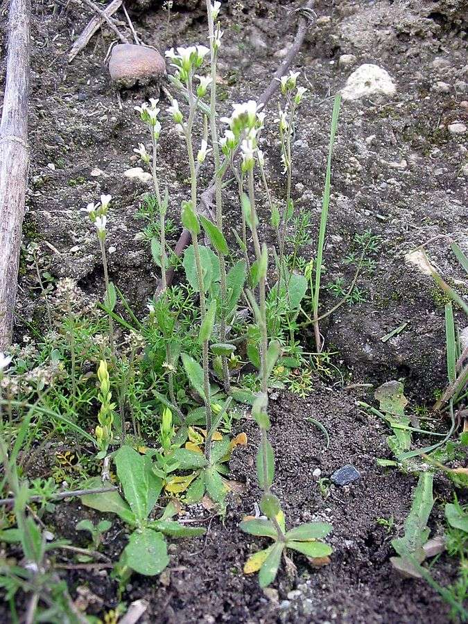 Los investigadores examinaron las fases vitales de la especie Arabidopsis thaliana, nativa de Europa, Asia y el noroeste de África.