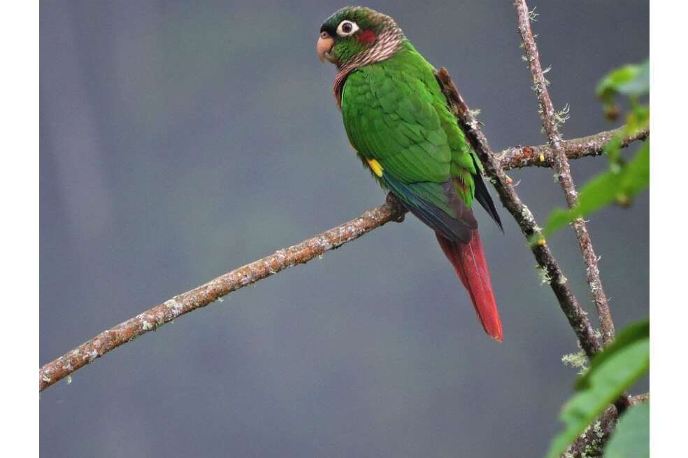 El proceso de investigación recopiló cerca de 2.100 datos que permitieron la identificación de estas especies. / Cortesía