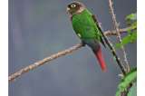 Identificaron 548 especies de aves en Boyacá