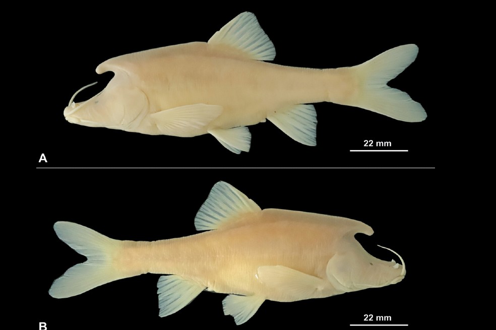 La nueva especie fue llamada S. longicornus.