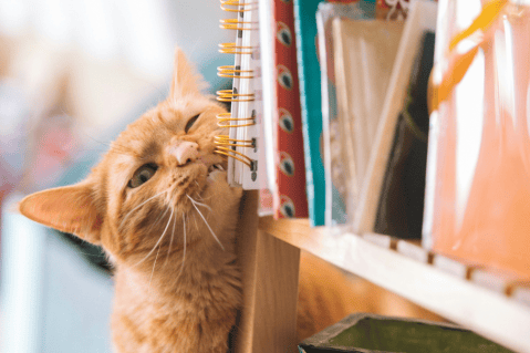Expertos descubren el secreto para que tu gato deje de arañar los muebles