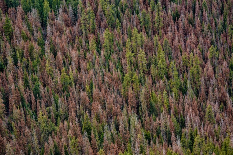 Bosque en donde encontraron árboles muertos.
