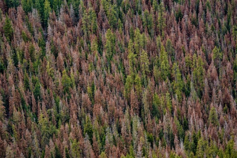 En Estados Unidos encontraron 450.000 hectáreas de árboles muertos, ¿qué les pasó?