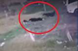 Video: Tres perros callejeros atacaron a niña, de cuatro años, en Ubaté, Cundinamarca