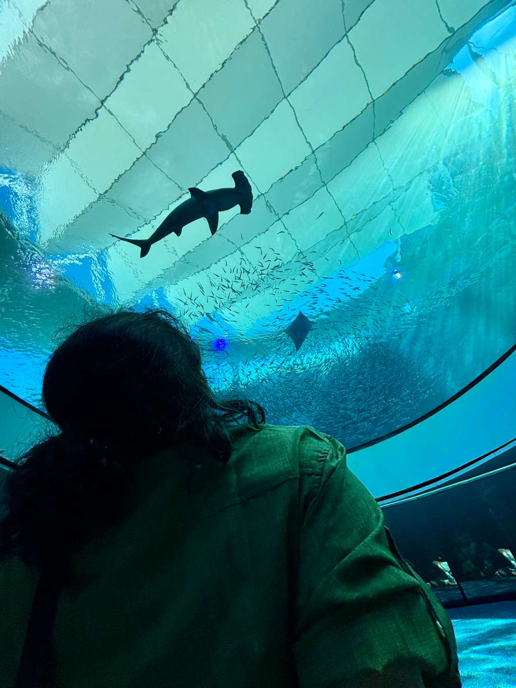 Phillip and Patricia Frost Museum of Science. Turismo en Miami