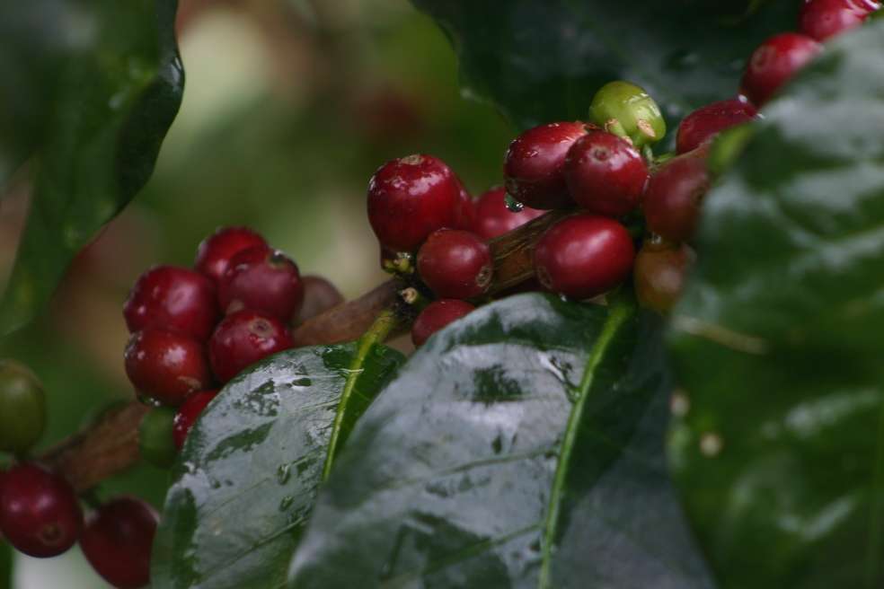 café