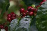 Producción de café colombiano cayó 13 % en octubre de 2021