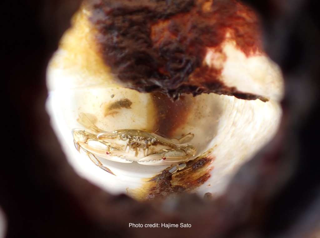 Un cangrejo grande y vivo (Portunus sanguinolentus) atrapado dentro de la botella.