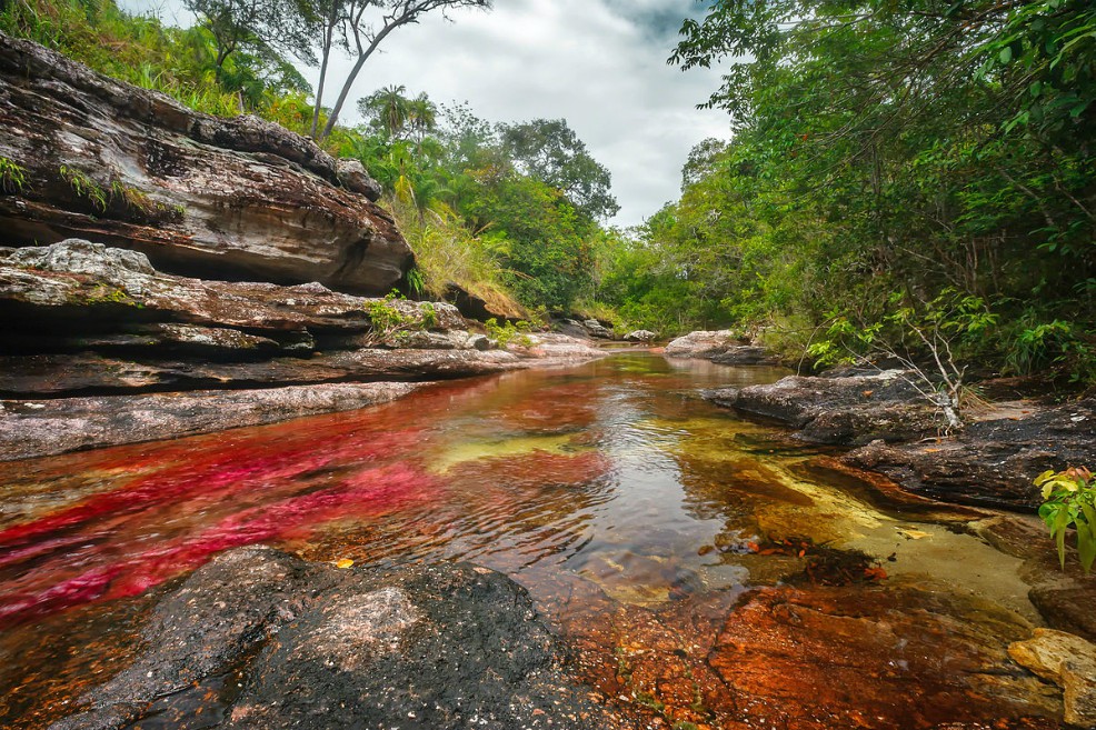 Los colores de Caño Cristales se deben a la planta acuática Macarenia Clavijera. / Wikipedia