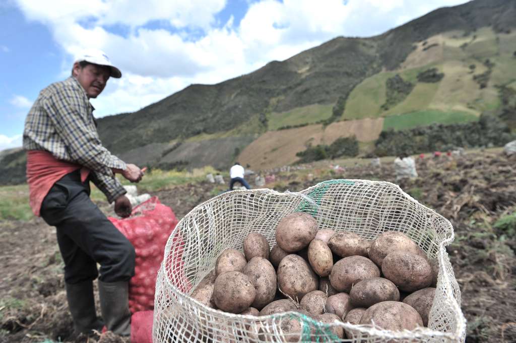 Cultivo y recolección de papa al sur de Bogotá.