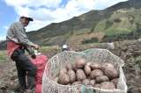 Bajan algunas frutas y tubérculos, pero hortalizas y carnes siguen subiendo