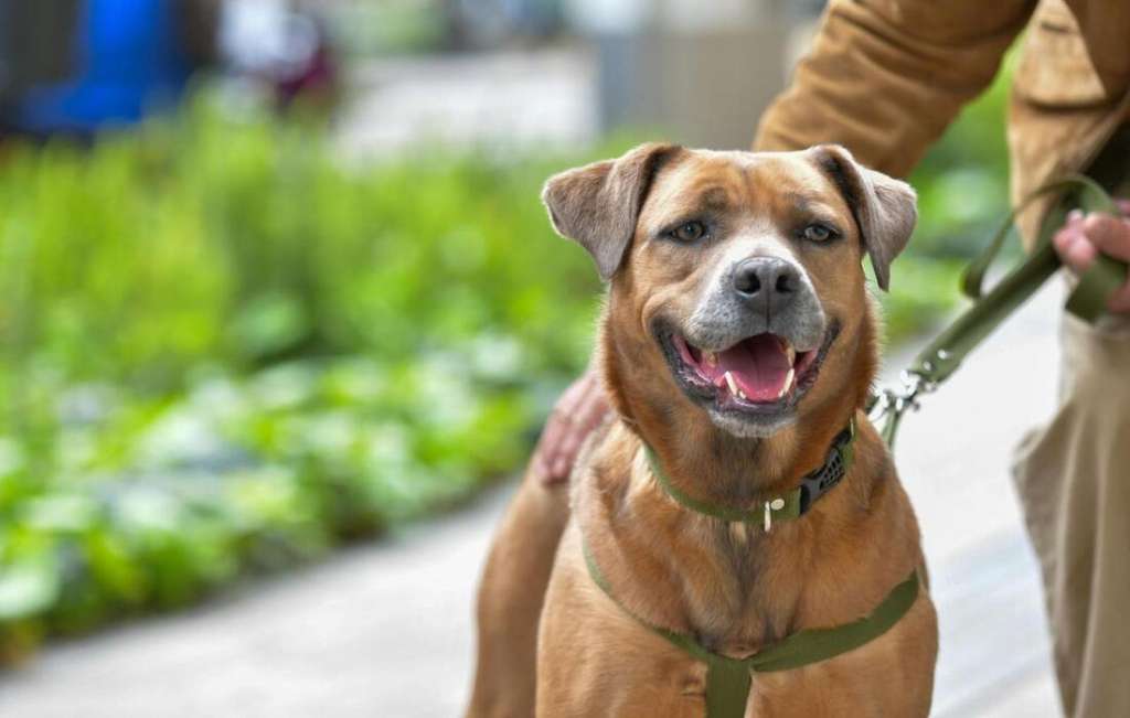 Bienestar animal en Colombia en 2025: un año marcado por cifras que avanzan y alertan