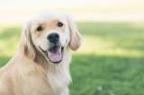 ¿Cómo lograr que un cachorro aprenda a hacer sus necesidades fuera de casa?