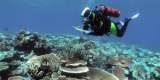 Una ola de calor marina en 2016 transformó la Gran Barrera de Coral