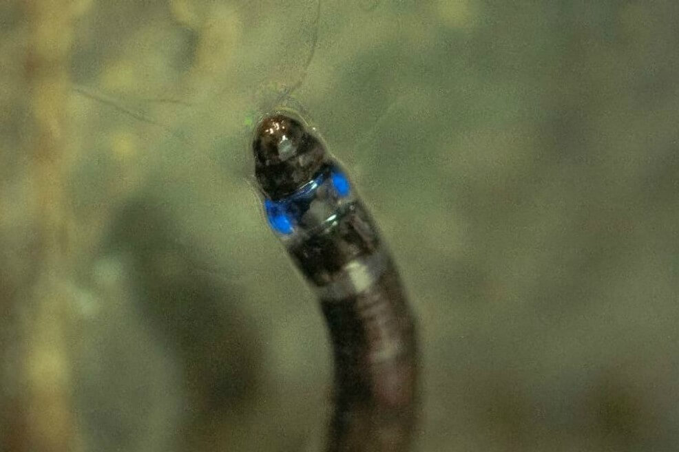 Una larva de mosquito encontrada en el municipio brasileño de Iporanga posee propiedades bioluminiscentes que hasta ahora se habían observado únicamente en especies de América del Norte, Asia y Nueva Zelandia. Este estudio abre el camino hacia la elaboración de aplicaciones biotecnológicas. / Henrique Domingos/ IPBio