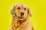 Viva Air en crisis: ¿se quedará sin trabajo Waffles, la mascota de la aerolínea?