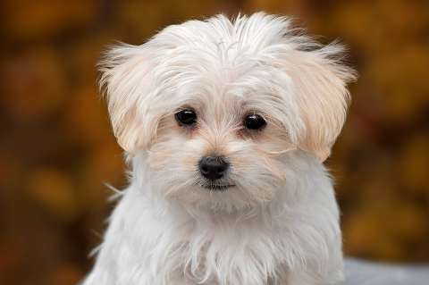 4 razas de perros pequeños y peludos perfectos para tener en un apartamento