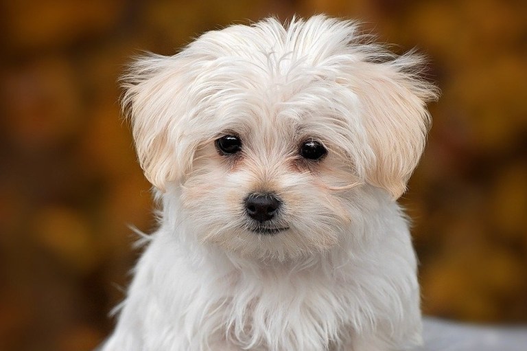 4 razas de perros pequeños y peludos perfectos para tener en un apartamento