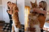 Finn, el gato que sorprende a todos por su colosal tamaño (video)