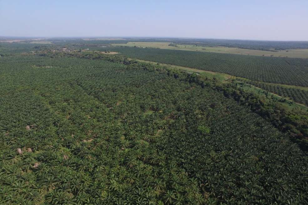 Sepalm produce y comercializa semillas de palma africana y del cruce entre la palma africana y americana, a partir del programa de mejoramiento genético de PalmElit