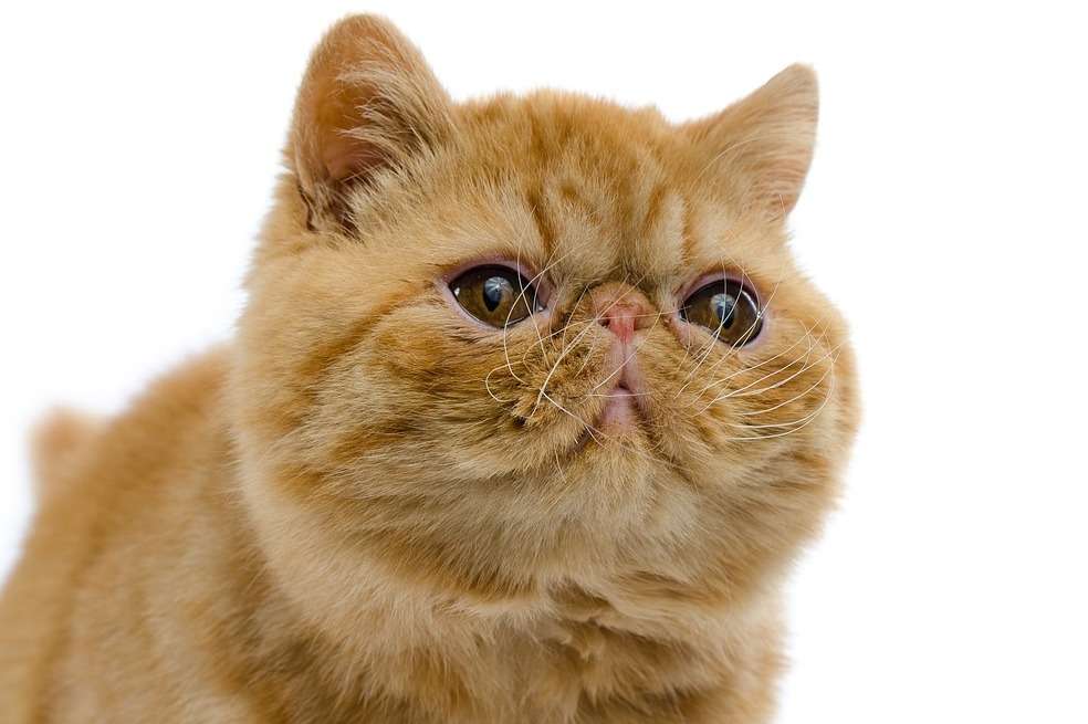 Gato exótico, resultados del cruce entre tres razas.