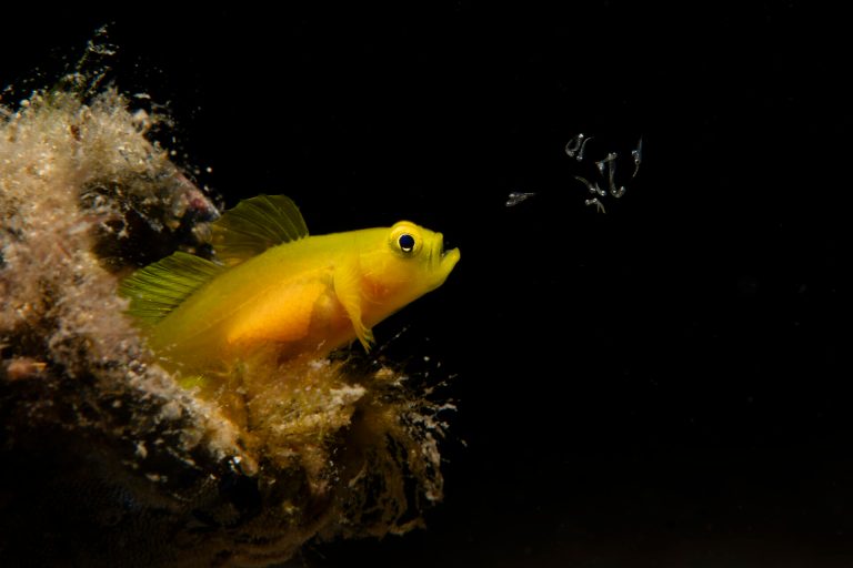 “Esta foto muestra el comportamiento de dispersión de las larvas observado durante la eclosión del gobio pigmeo amarillo”, explica Oyama. “En los peces gobios, es habitual que los machos se ocupen del cuidado parental, pero, curiosamente, en el gobio pigmeo amarillo, las hembras también participan en el cuidado parental durante la eclosión. Este ejemplar es una hembra que libera las larvas recién nacidas en la columna de agua desde su boca”.