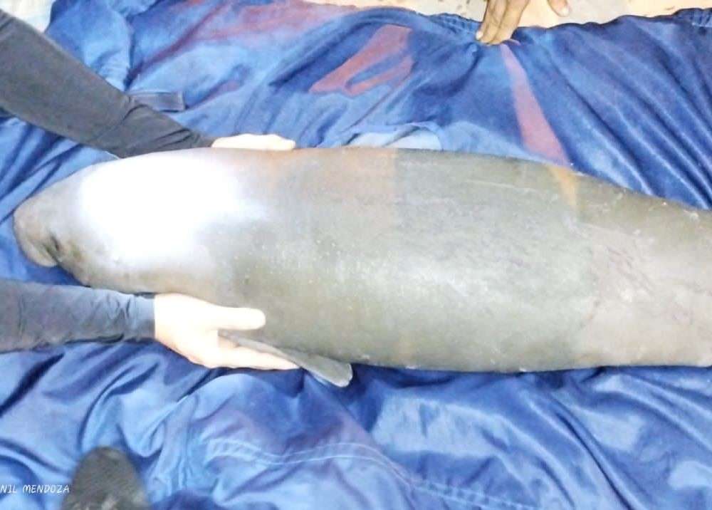 Manatí rescatado.