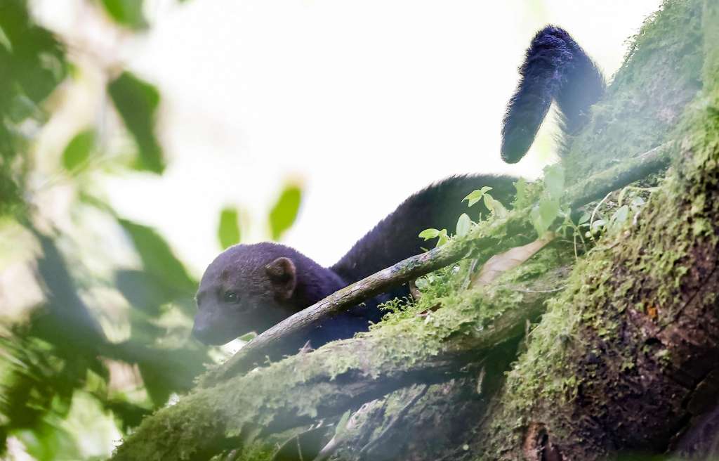 AME078. SAN JOSÉ (COSTA RICA), 14/02/2025.- Fotografía de un tolomuco o Tayra (Eira barbara) en un bosque en la zona de Poasito este jueves, al noroeste de la ciudad San José (Costa Rica). Costa Rica alberga el 6% de la biodiversidad mundial, siendo uno de los territorios con mayor cantidad de especies, con más de 500,000 especies de plantas y animales por unidad de área. Además, está entre los 25 países más biodiversos del mundo, según el Sistema Nacional de Áreas de Conservación (SINAC). EFE/Jeffrey Arguedas
