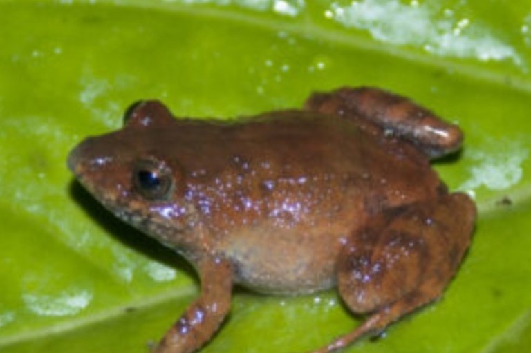 Hay una nueva especie de rana para Colombia