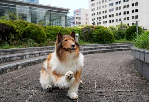 (Video) Toco, el hombre japonés que logró su sueño de convertirse en un perro