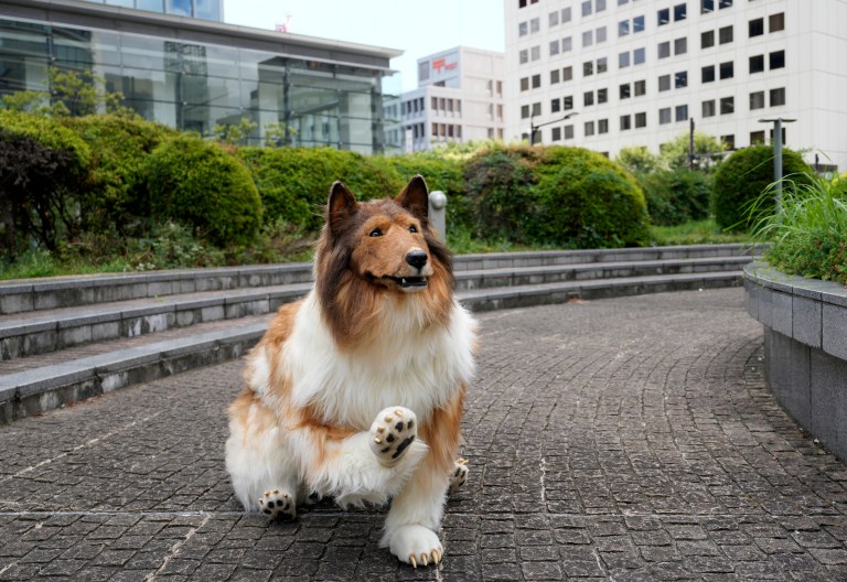 (Video) Toco, el hombre japonés que logró su sueño de convertirse en un perro