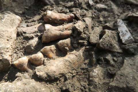 Thorin, uno de los últimos neandertales, revela detalles de una población aislada