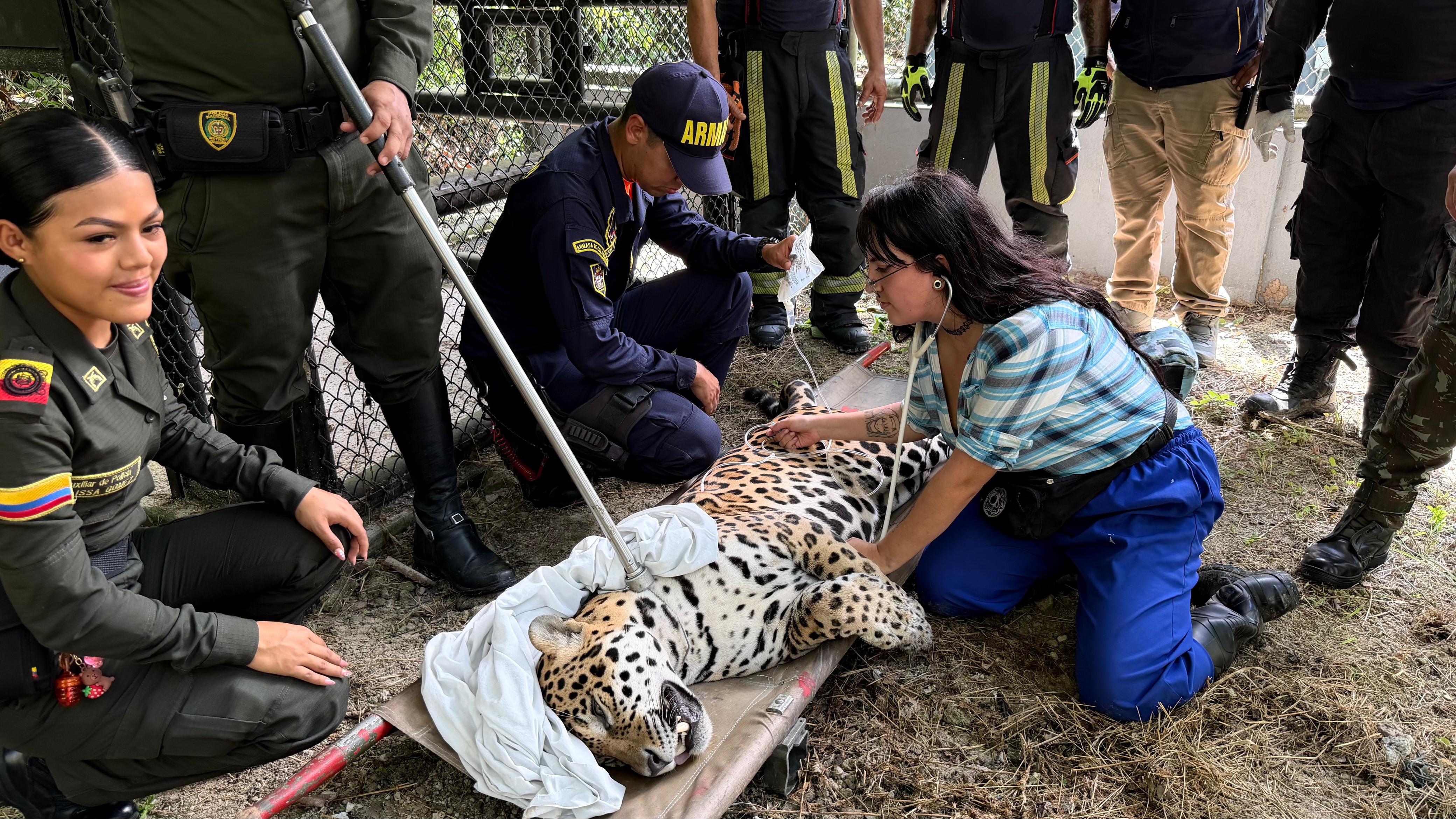 Se trata de un macho adulto de 110 kilogramos, según informaron los profesionales que acudieron al rescate.