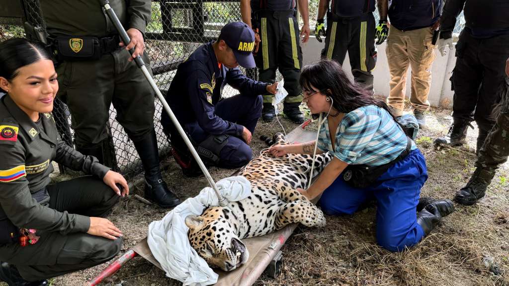 Se trata de un macho adulto de 110 kilogramos, según informaron los profesionales que acudieron al rescate.